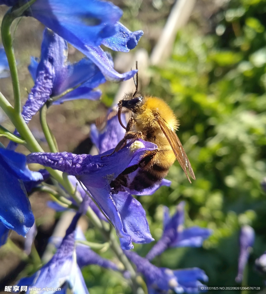 蜜蜂 授粉