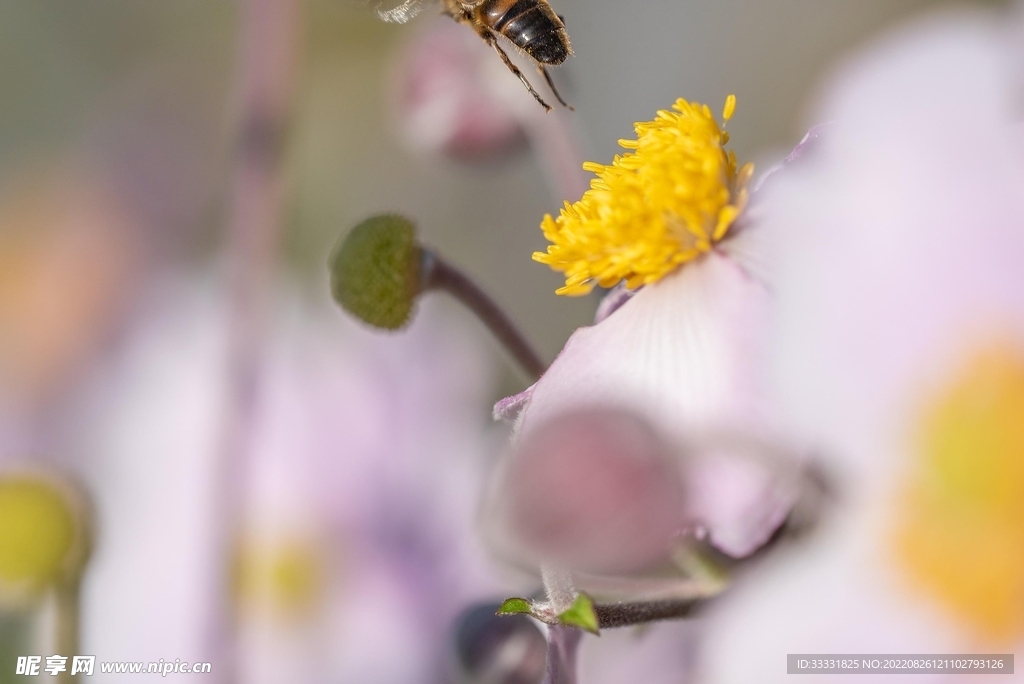 蜜蜂 授粉
