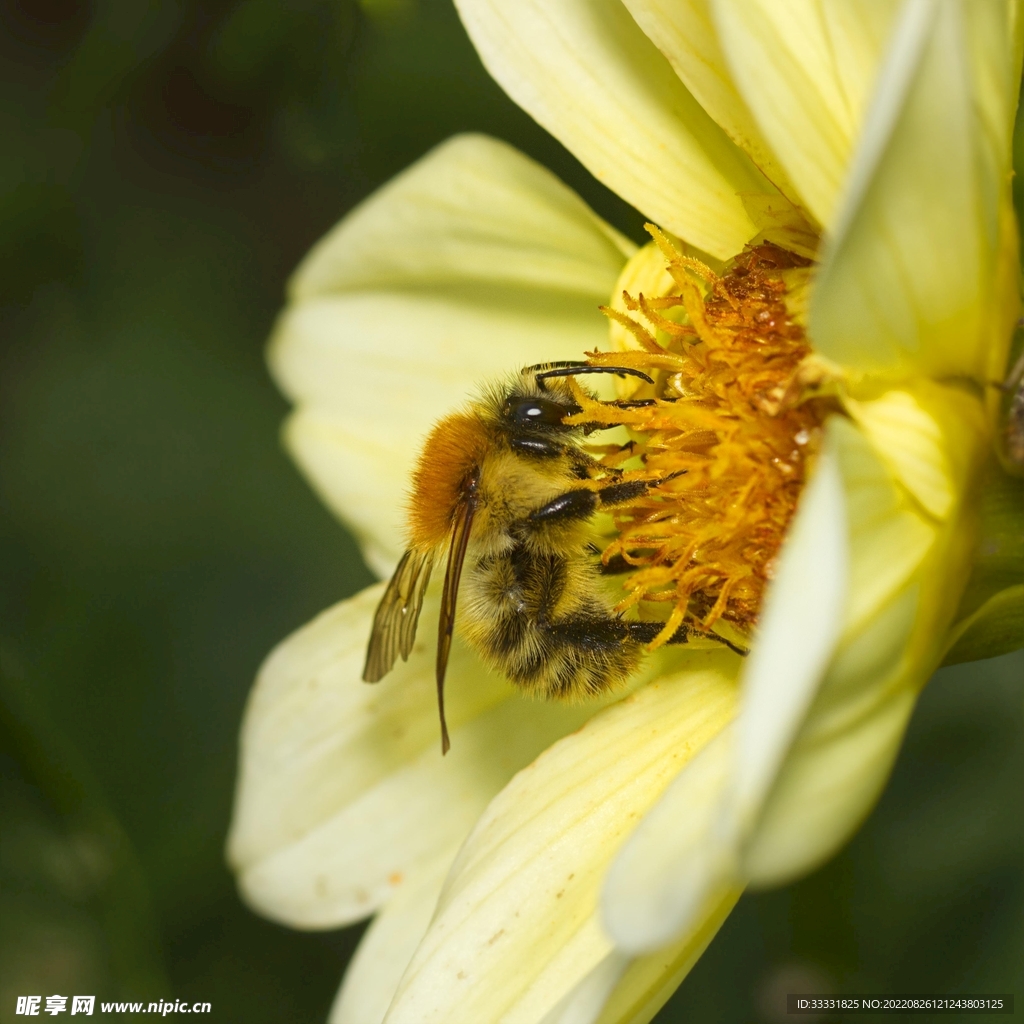 蜜蜂 授粉