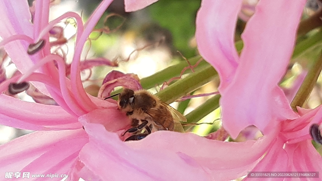 蜜蜂 授粉