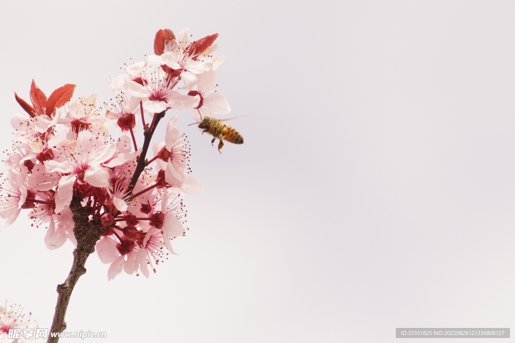 蜜蜂 授粉