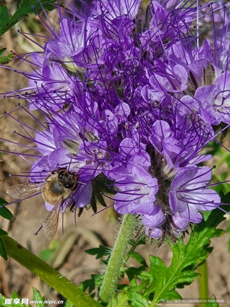 蜜蜂 授粉