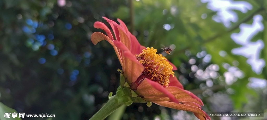 蜜蜂 授粉