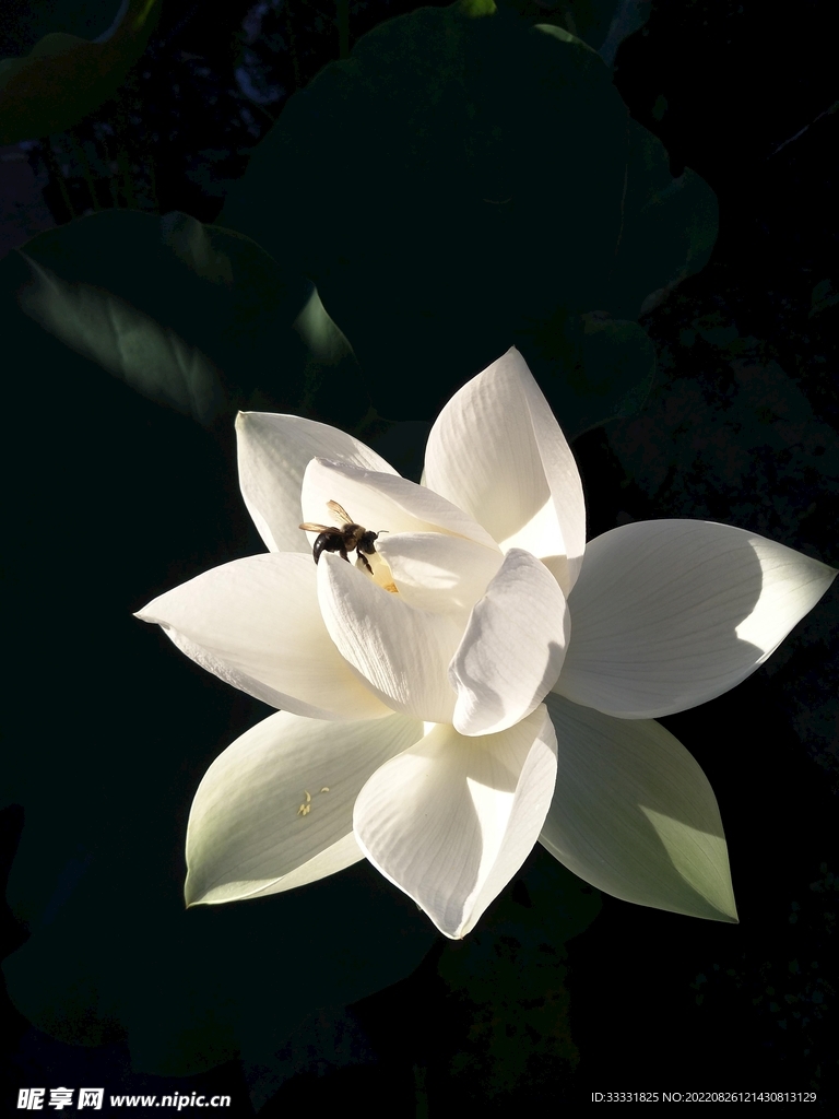 蜜蜂 授粉