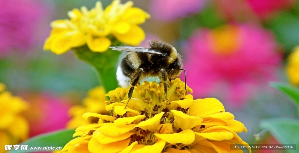 蜜蜂 授粉