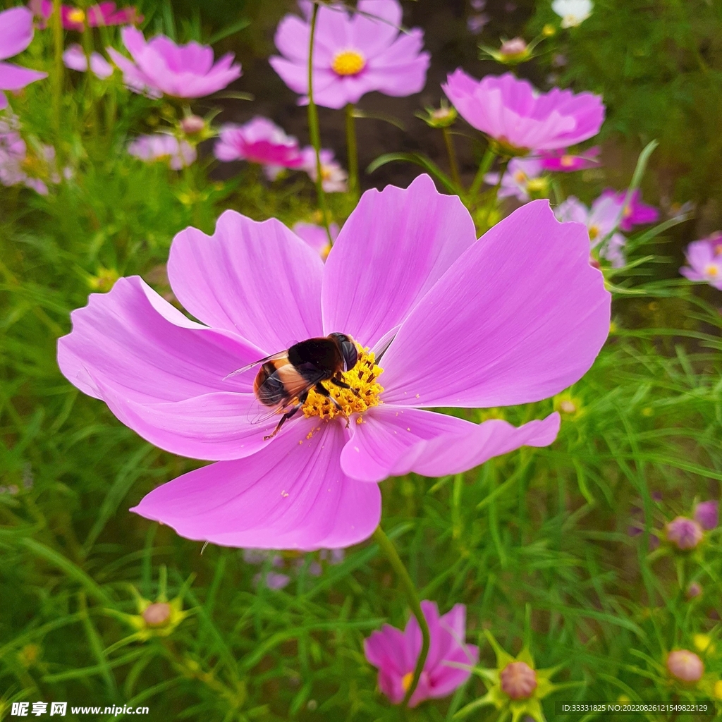蜜蜂 授粉