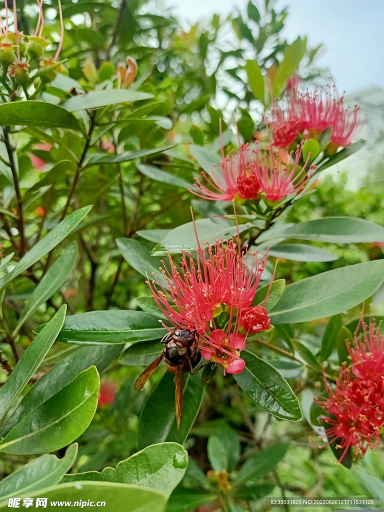 蜜蜂 授粉