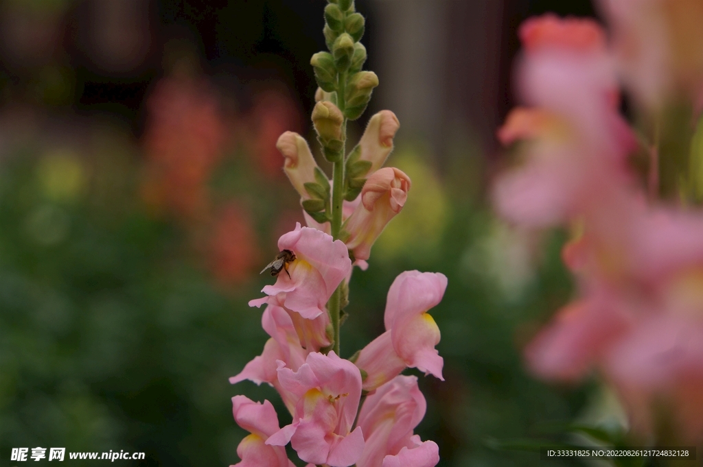 蜜蜂 授粉