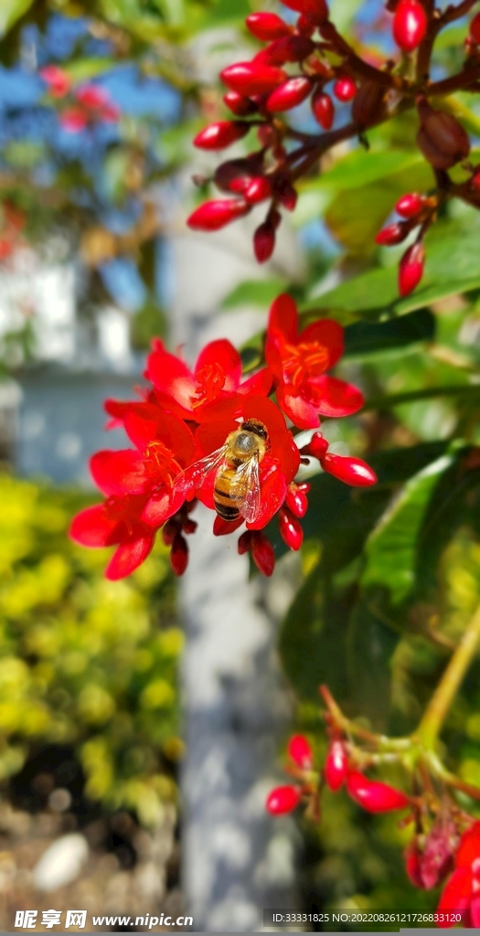 蜜蜂 授粉