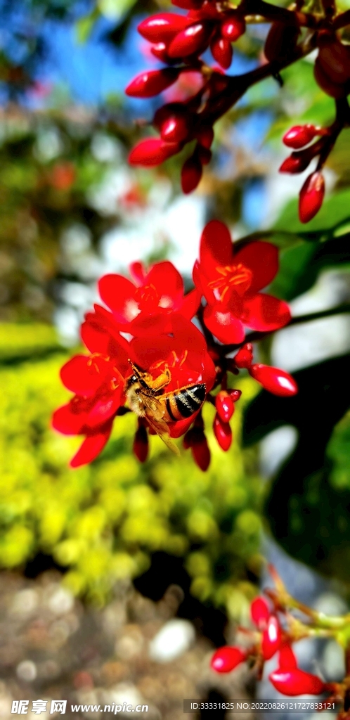 蜜蜂 授粉