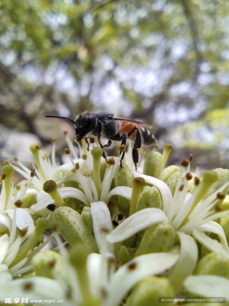 蜜蜂 授粉