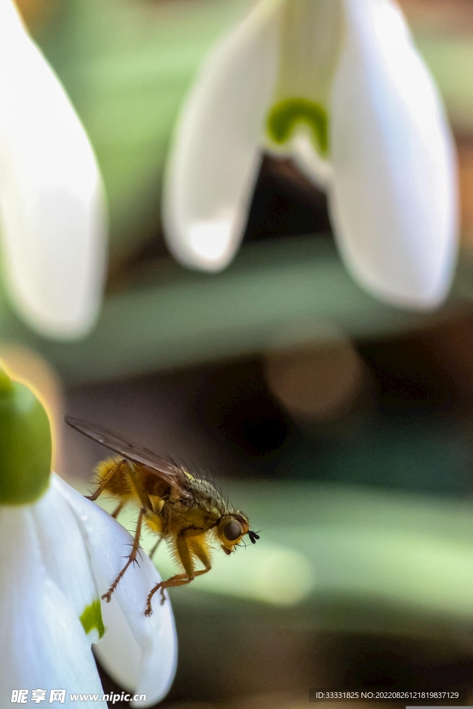 蜜蜂 授粉