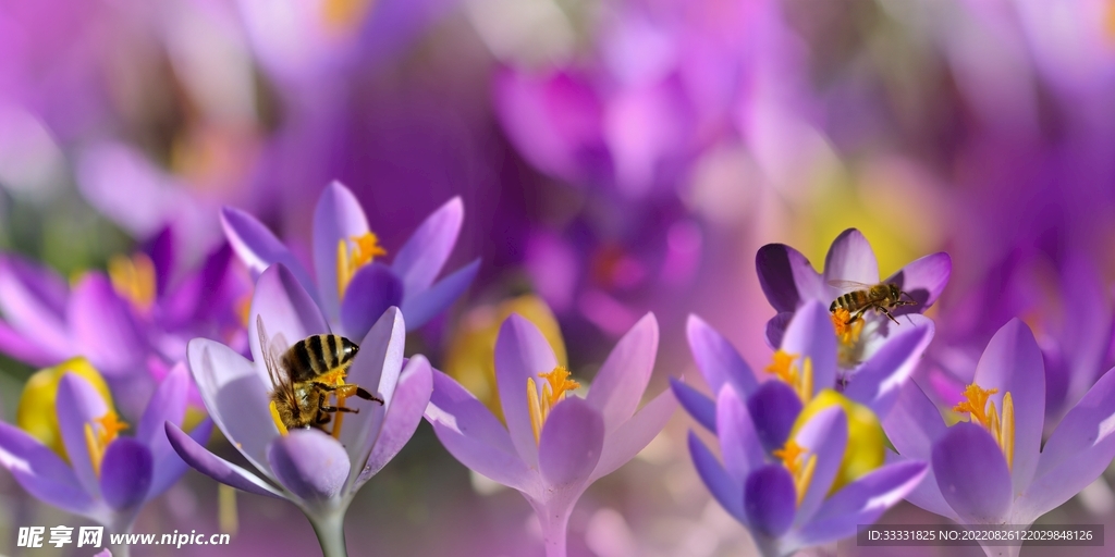蜜蜂 授粉
