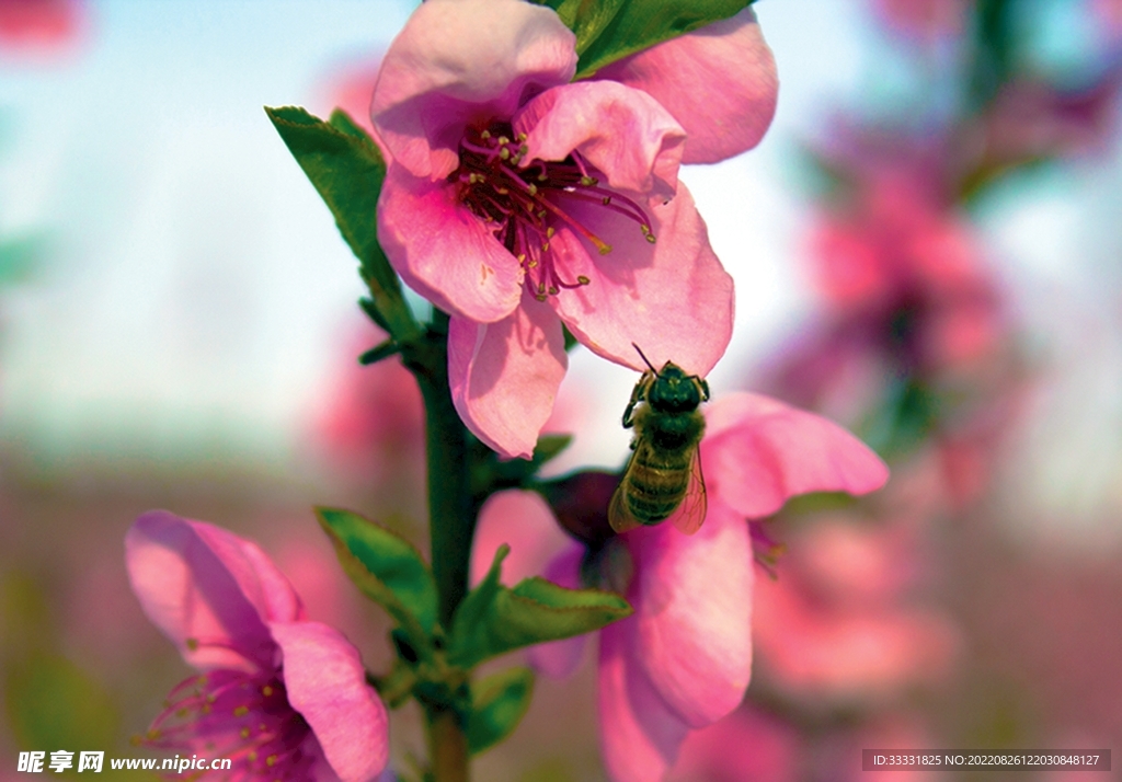 蜜蜂 授粉