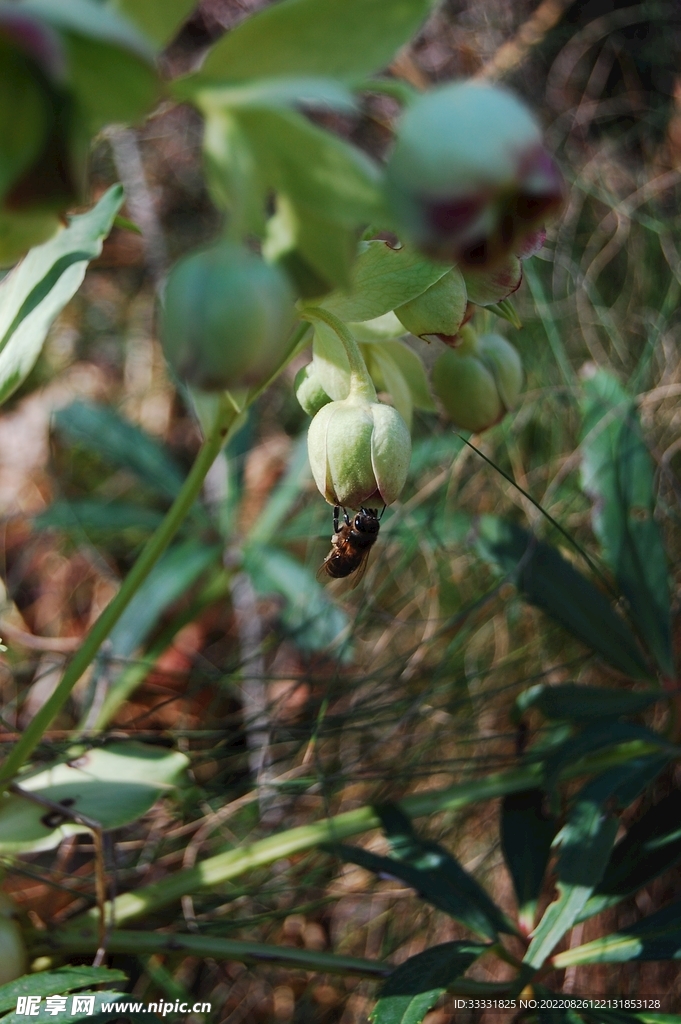 蜜蜂 授粉