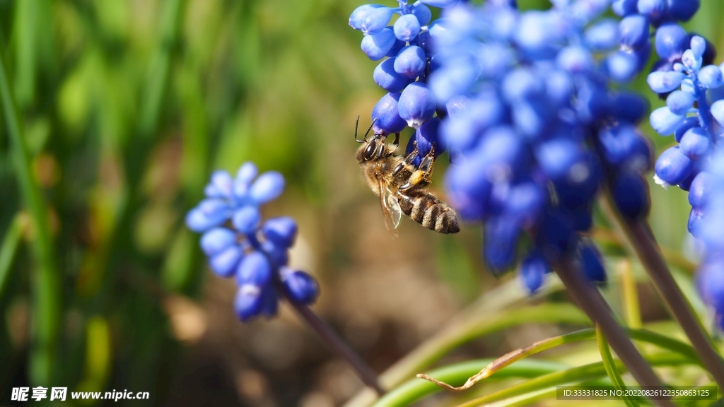 蜜蜂 授粉