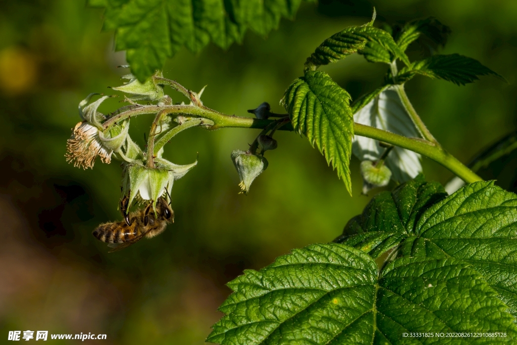 蜜蜂 授粉