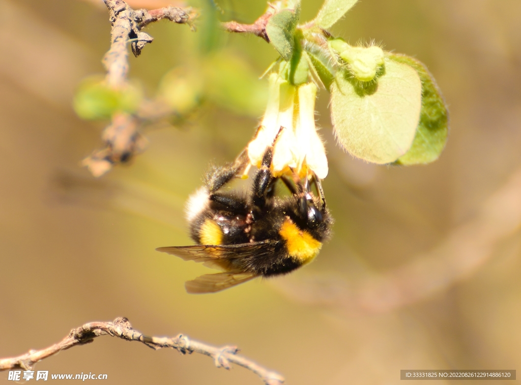 蜜蜂 授粉