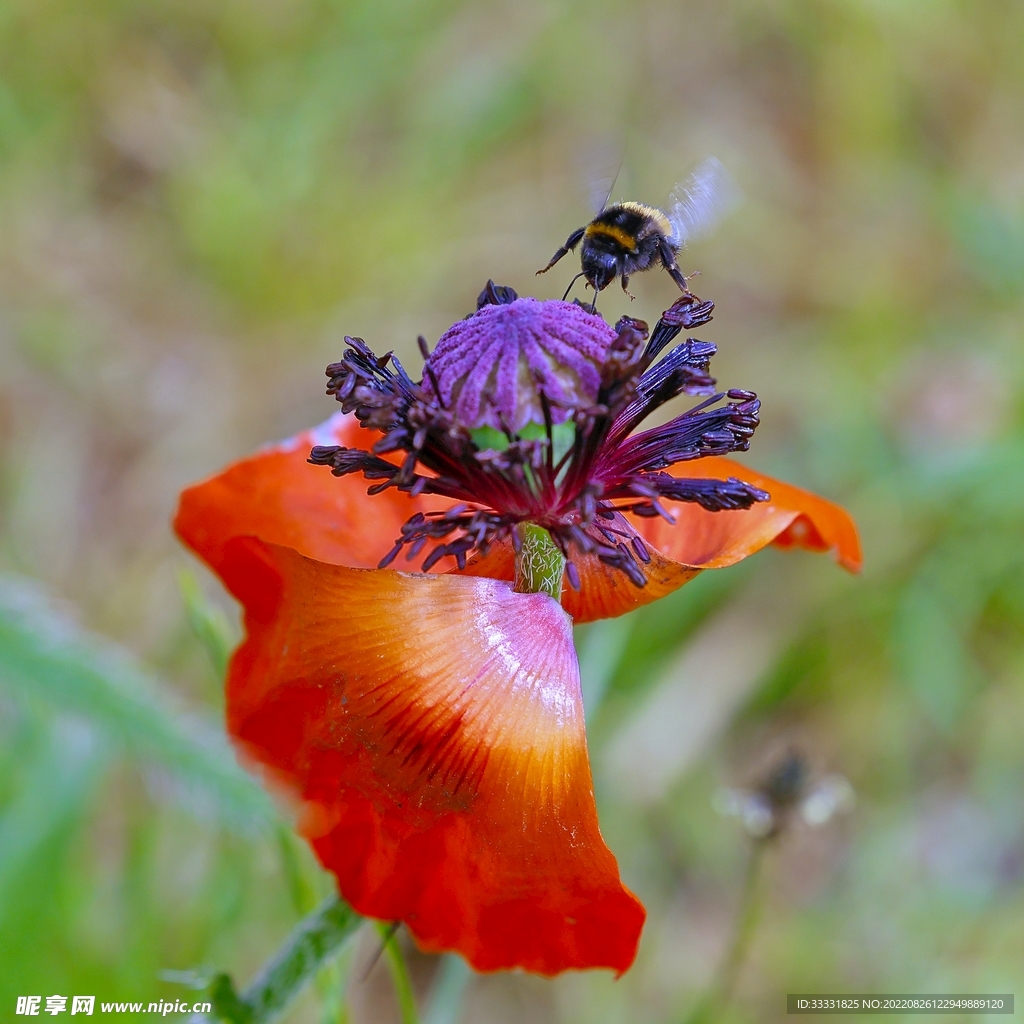 蜜蜂 授粉