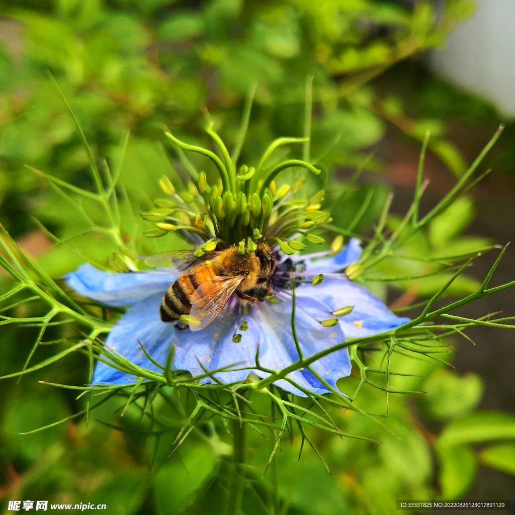 蜜蜂 授粉