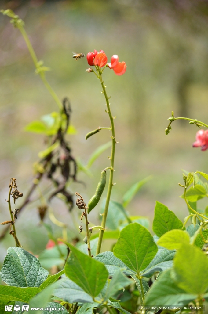 蜜蜂 授粉