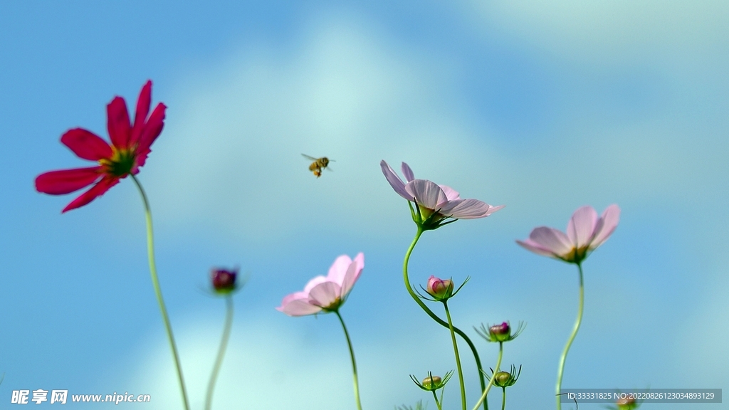 蜜蜂 授粉