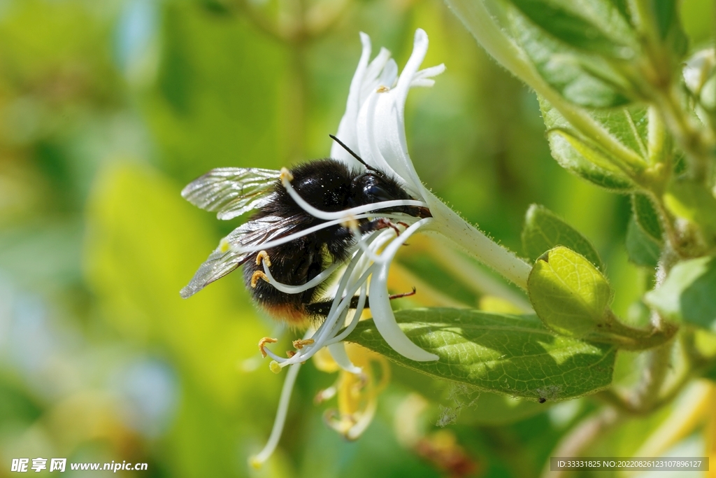 蜜蜂 授粉