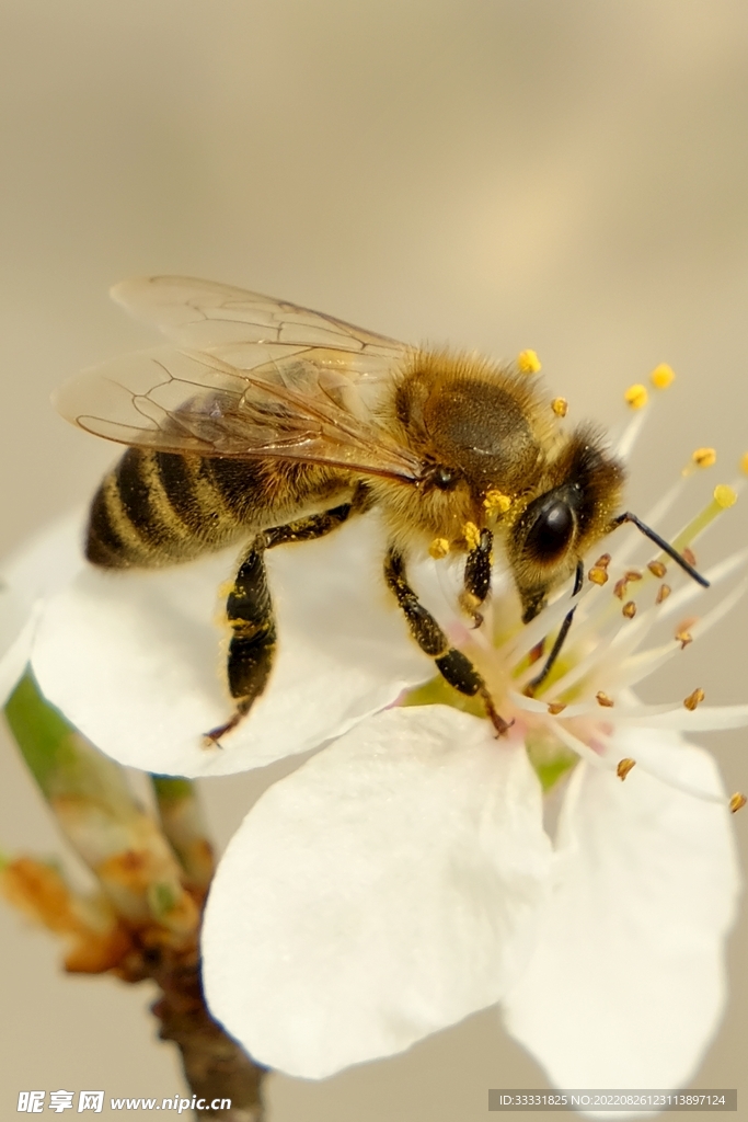 蜜蜂 授粉
