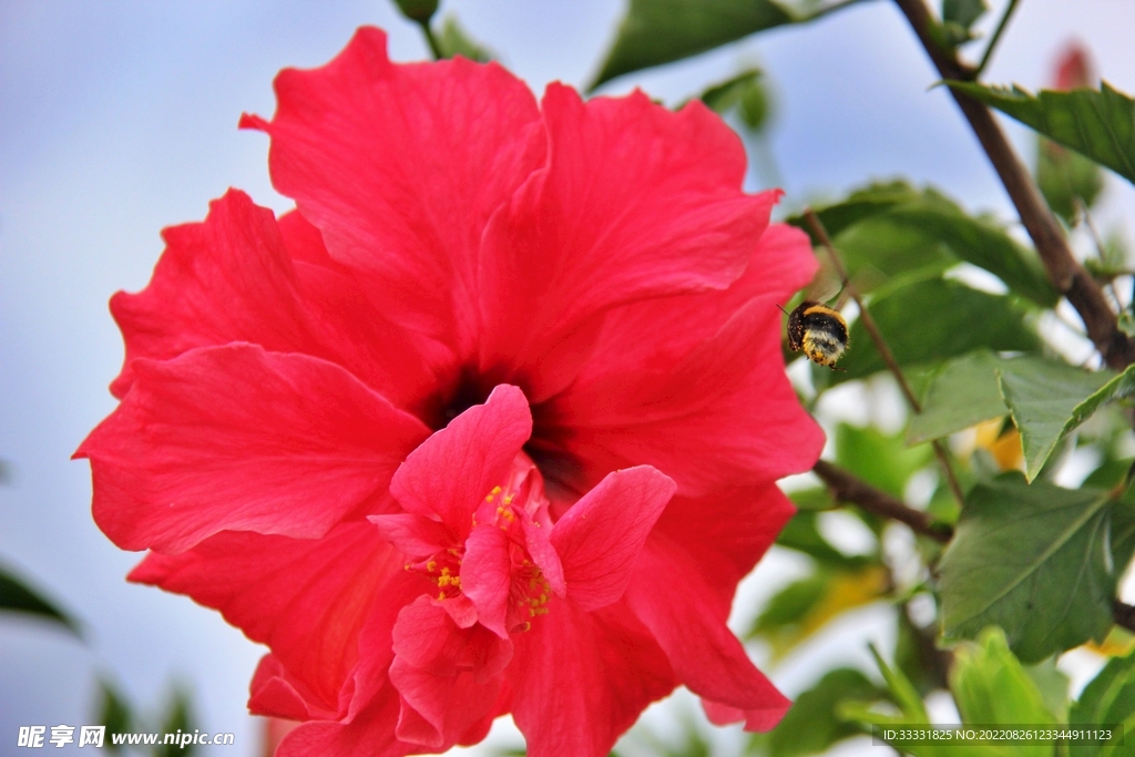 蜜蜂 授粉