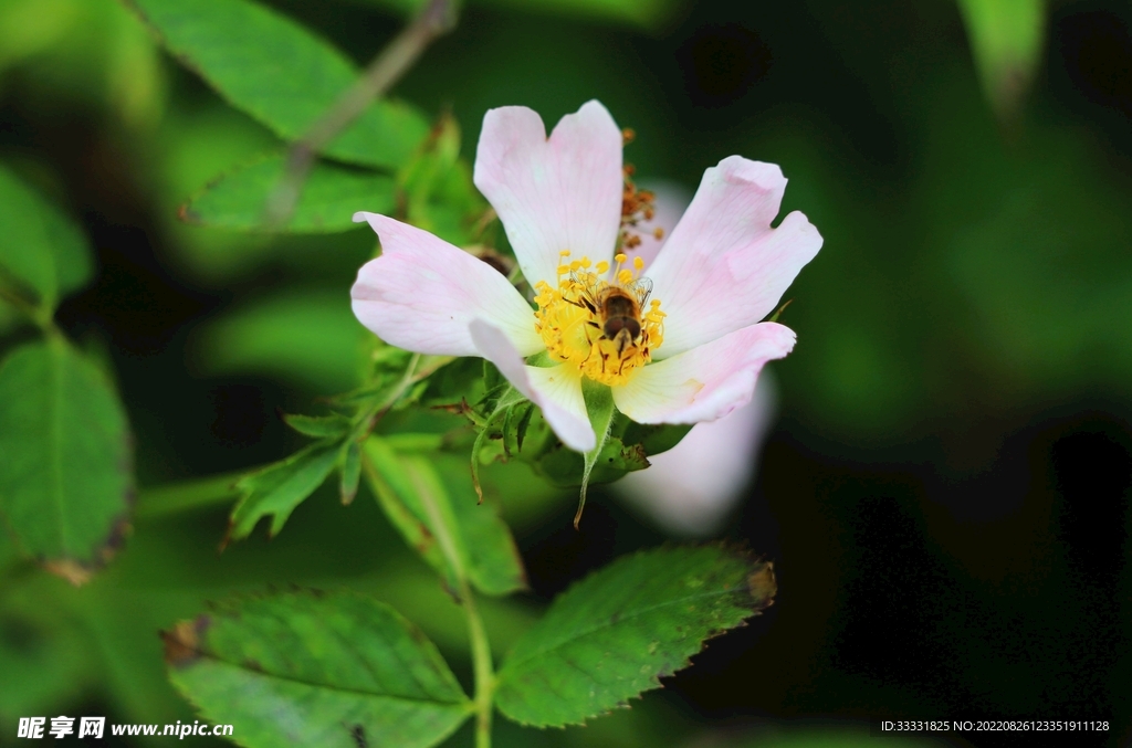 蜜蜂 授粉