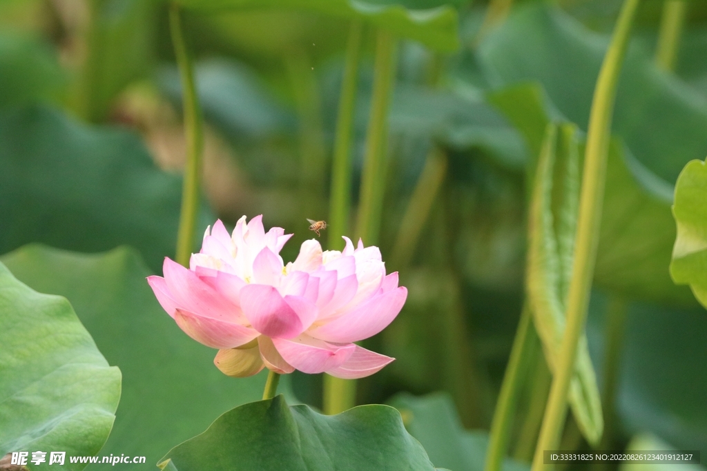 蜜蜂 授粉