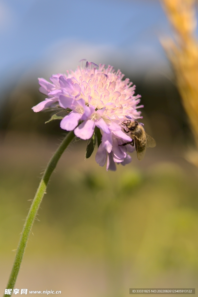 蜜蜂 授粉