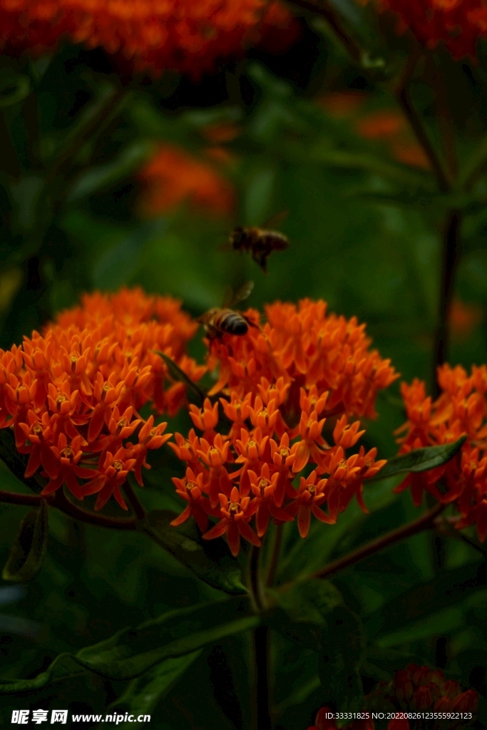 蜜蜂 授粉