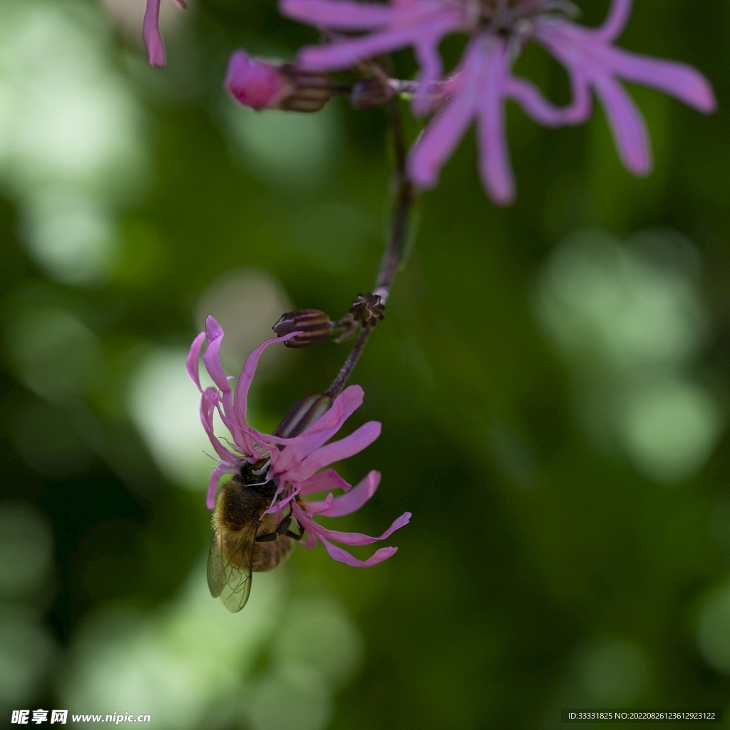 蜜蜂 授粉