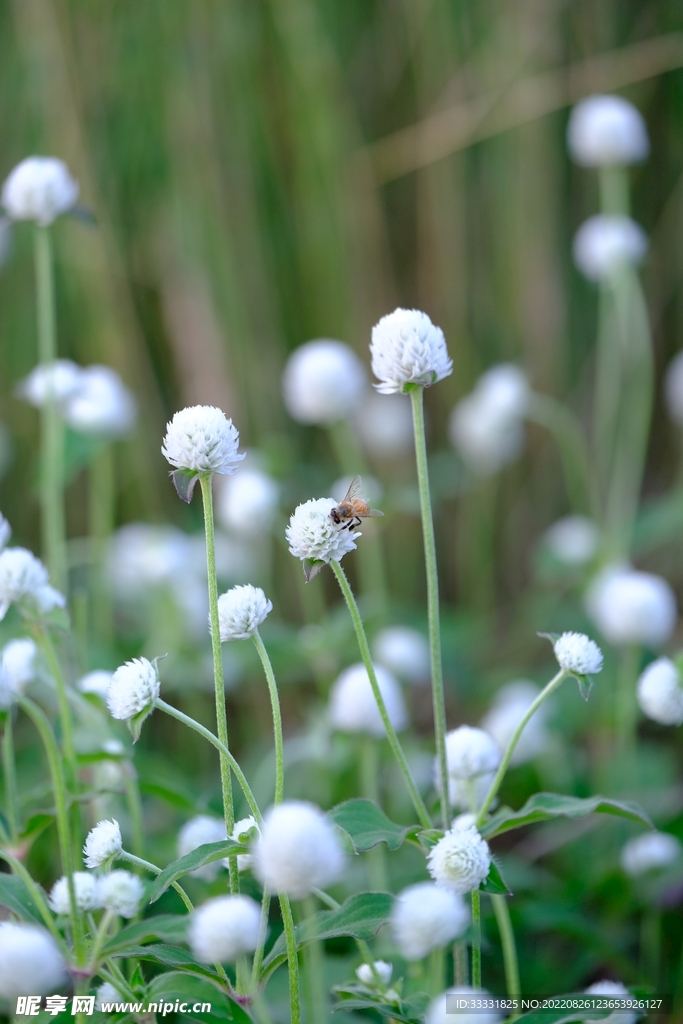 蜜蜂 授粉
