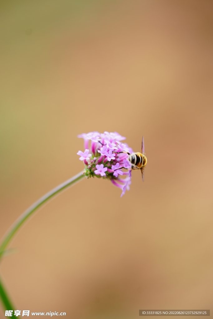 蜜蜂 授粉