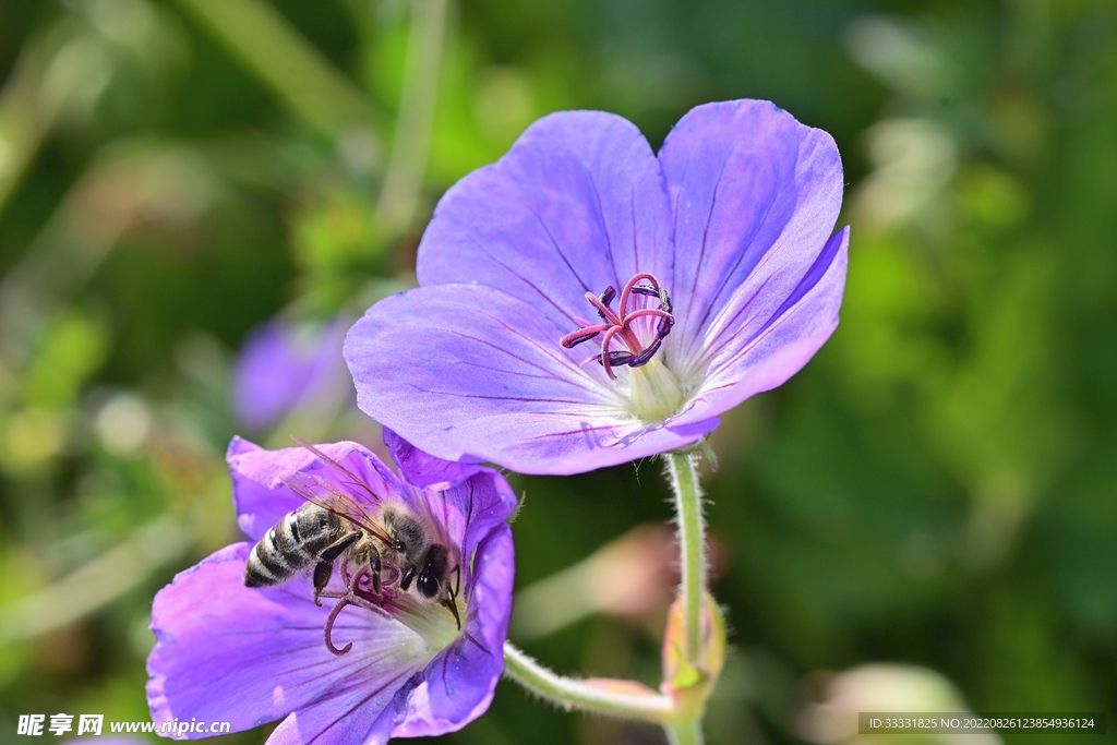 蜜蜂 授粉
