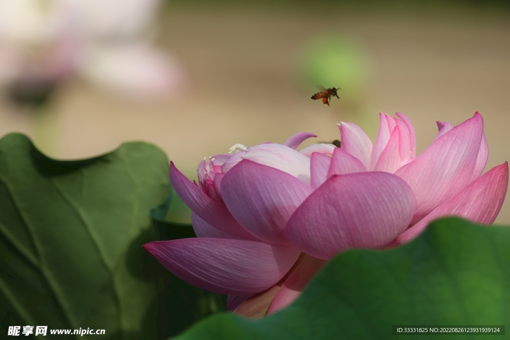 蜜蜂 授粉