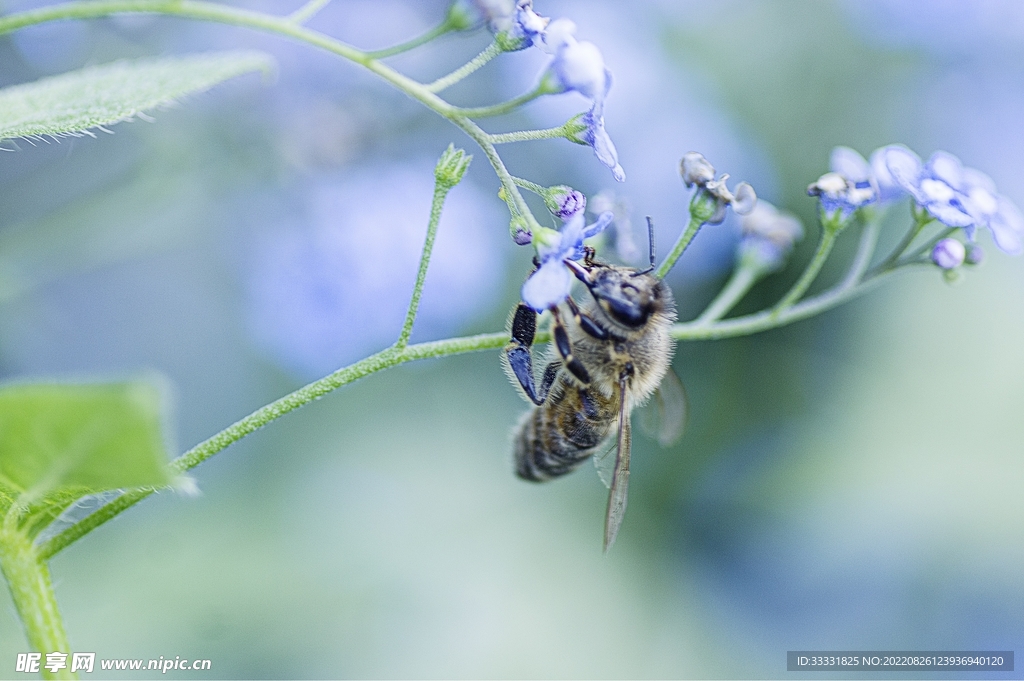 蜜蜂 授粉