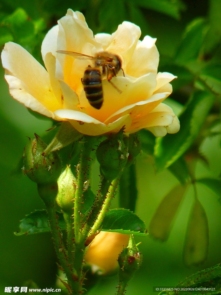 蜜蜂 授粉