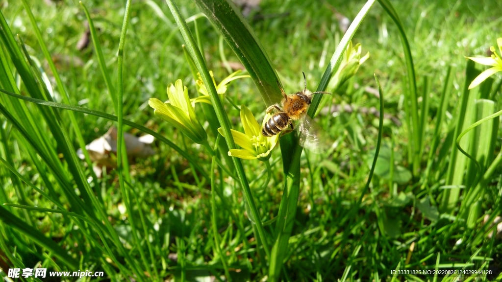 蜜蜂 授粉