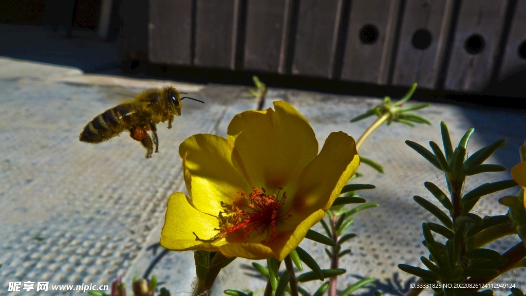 蜜蜂 授粉