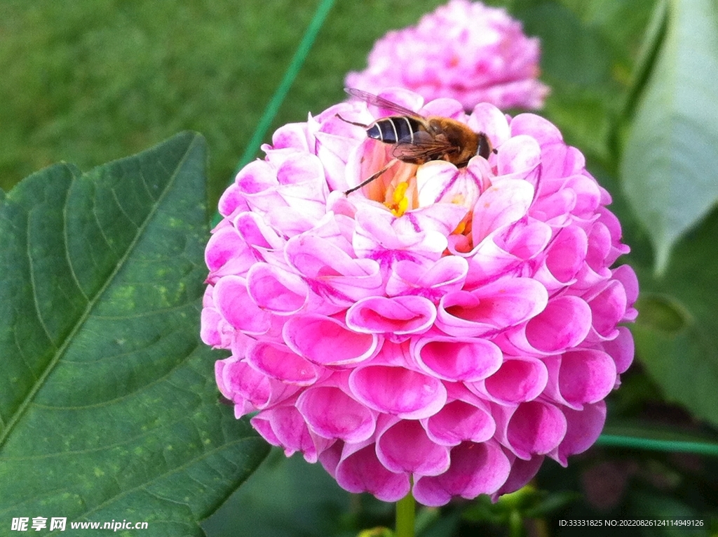 蜜蜂 授粉