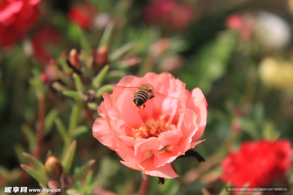 蜜蜂 授粉