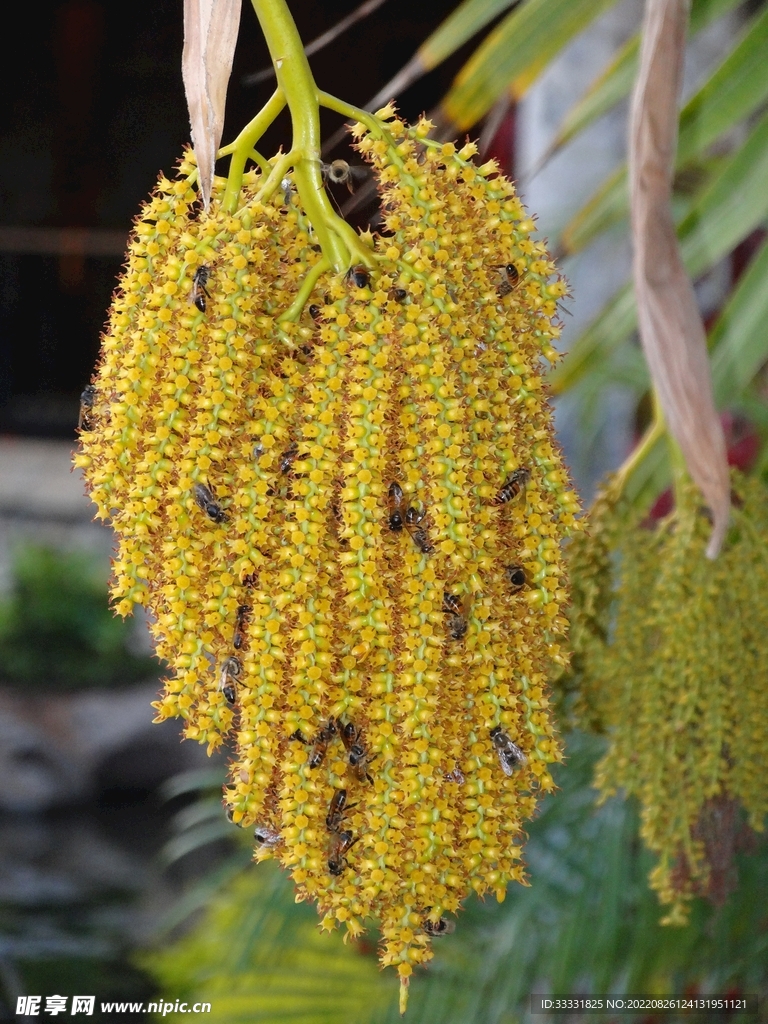 蜜蜂 授粉