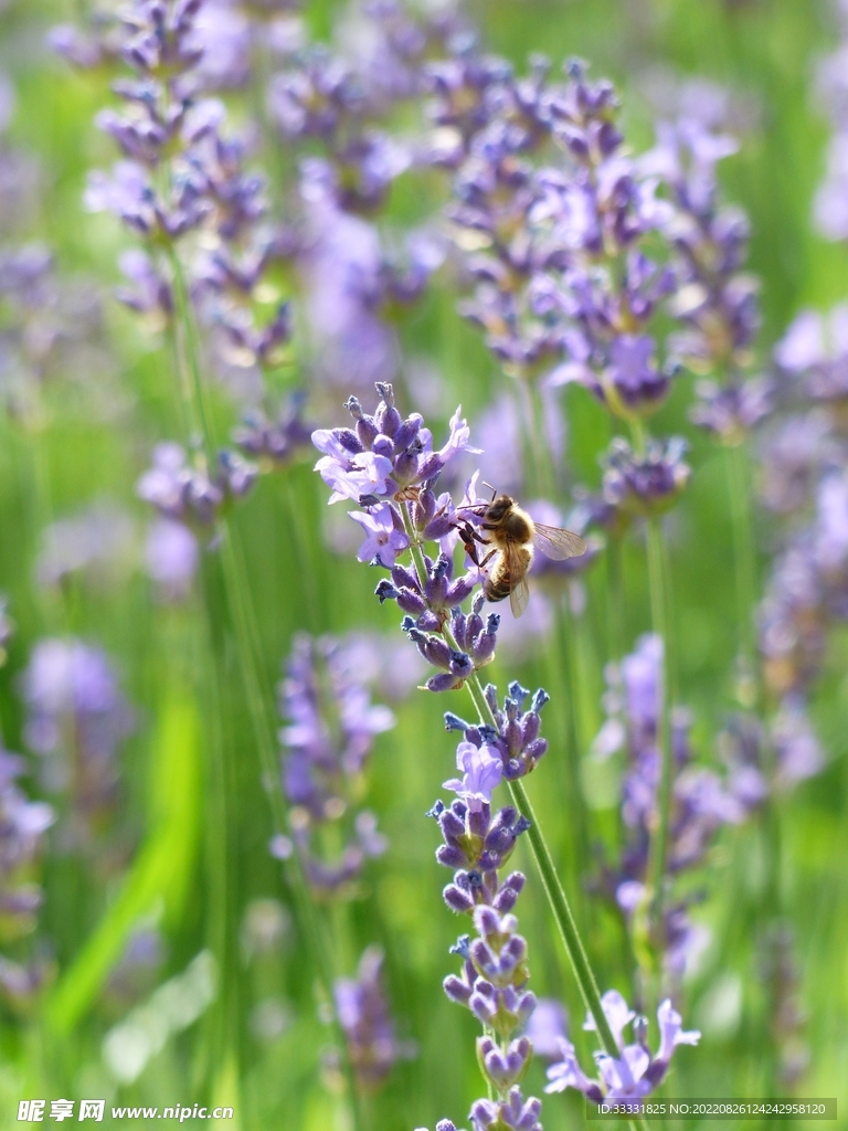 蜜蜂 授粉