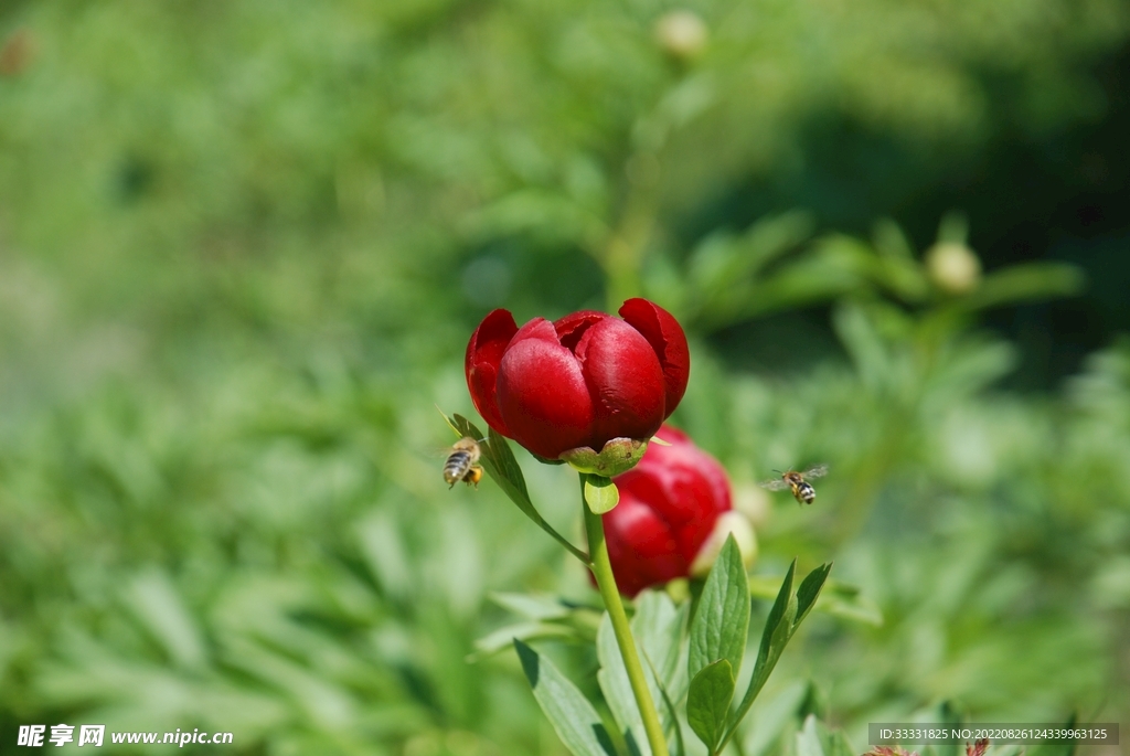 蜜蜂 授粉