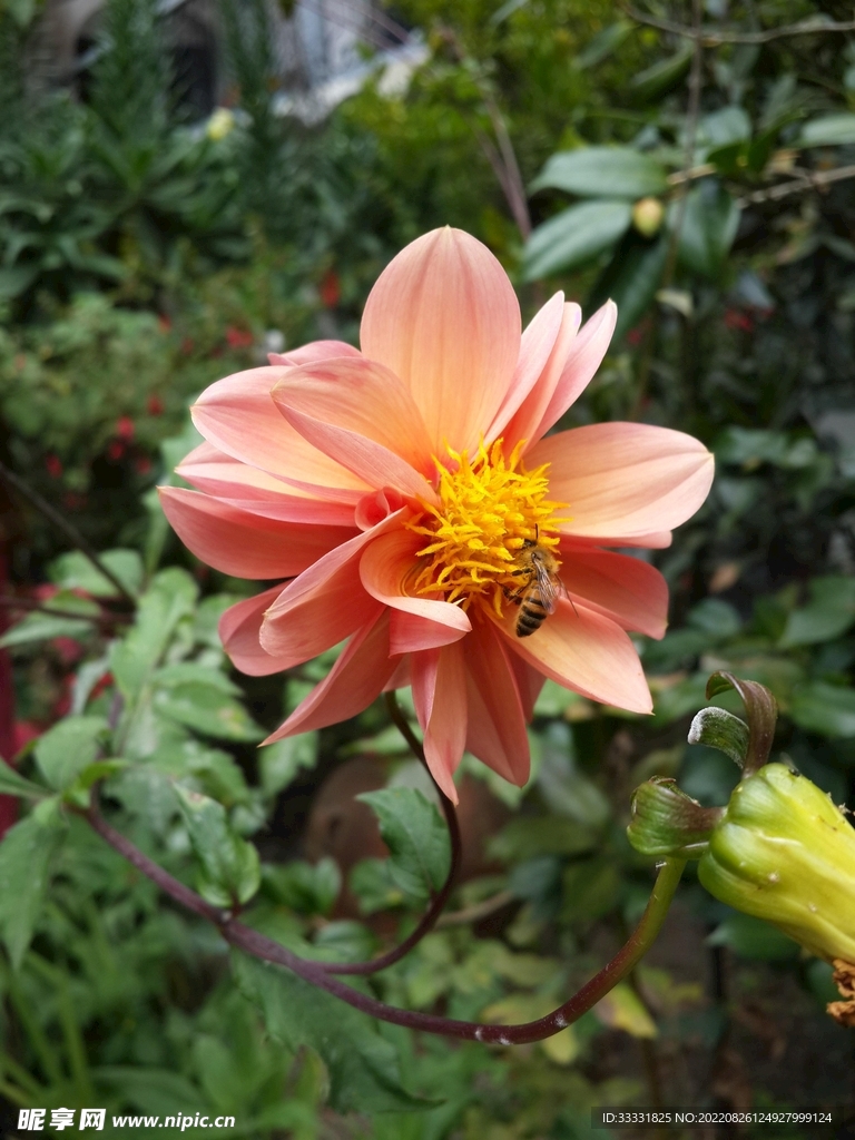 蜜蜂 授粉