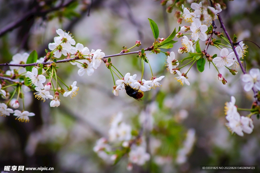 蜜蜂 授粉