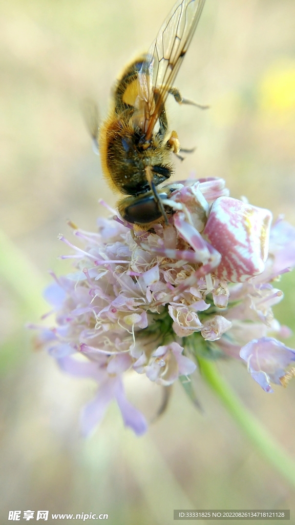 蜜蜂 授粉